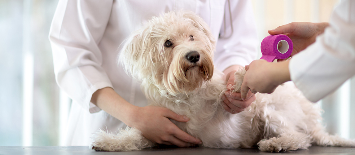 Vet bandaging dog's paw