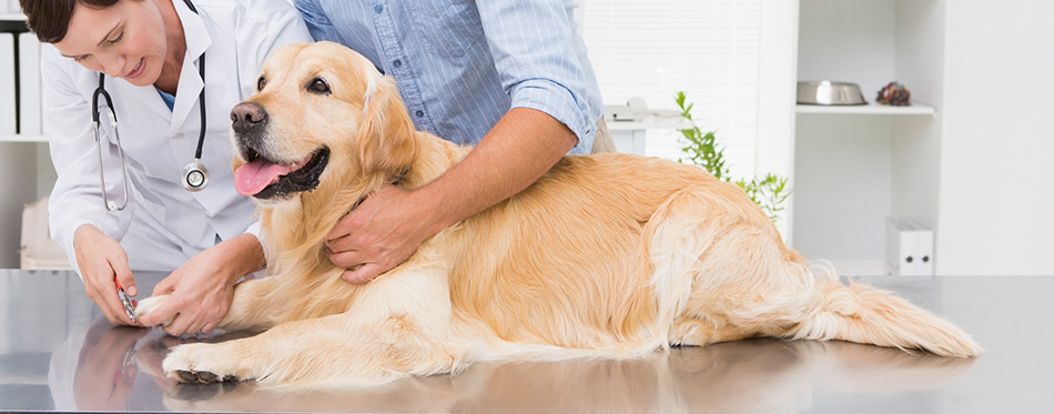 Vet cutting the dog's nails