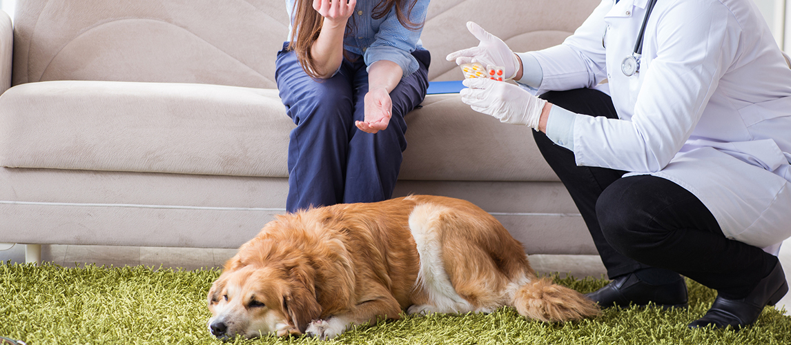 Vet doctor visiting golden retriever dog at home