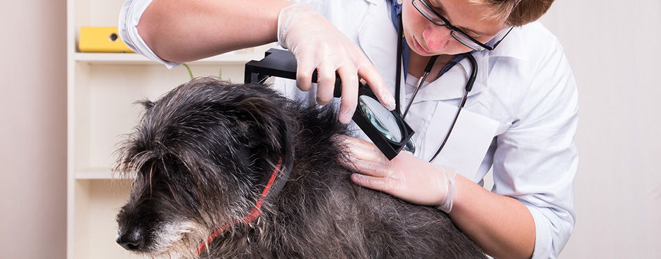 Vet examines dog's hair