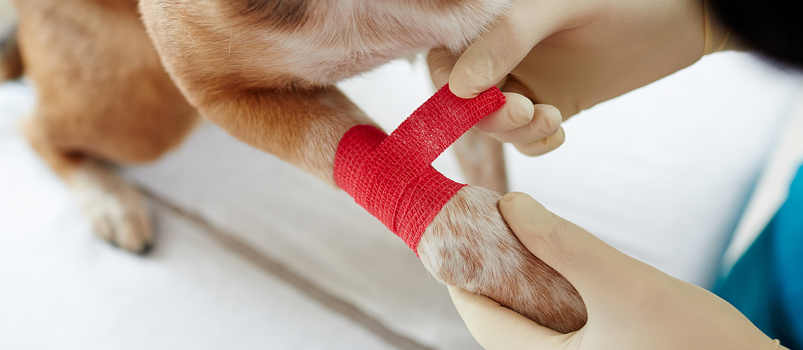 Vet treating dog paw