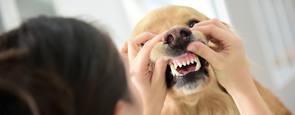 Veterinarian checking dog's teeth