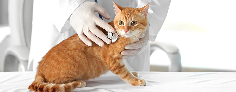 Veterinarian doctor with cat