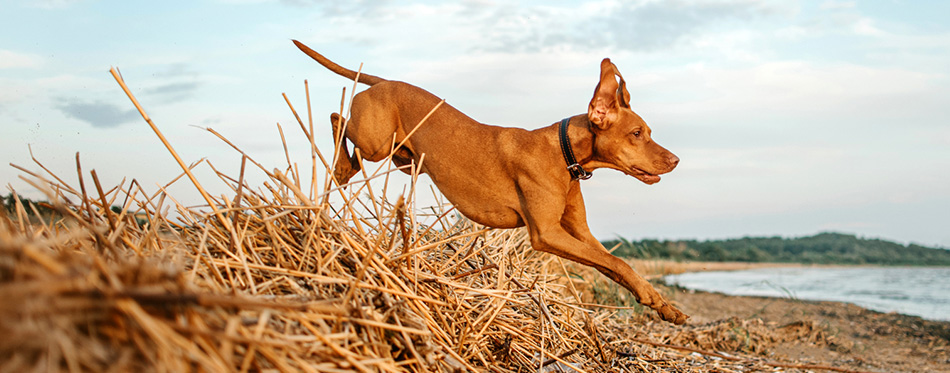 Vizsla