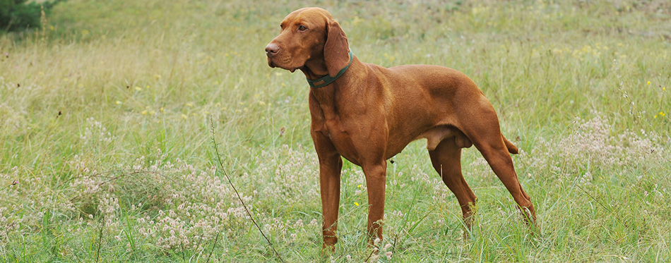 Vizsla