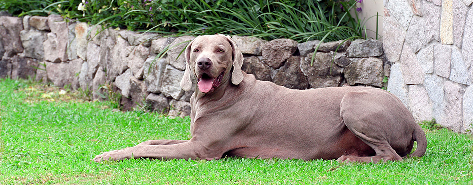 Weimaraner