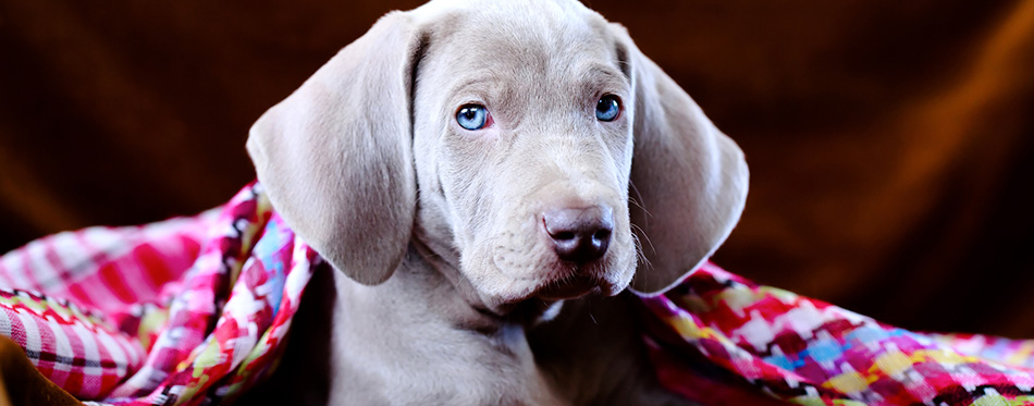 Weimaraner puppy