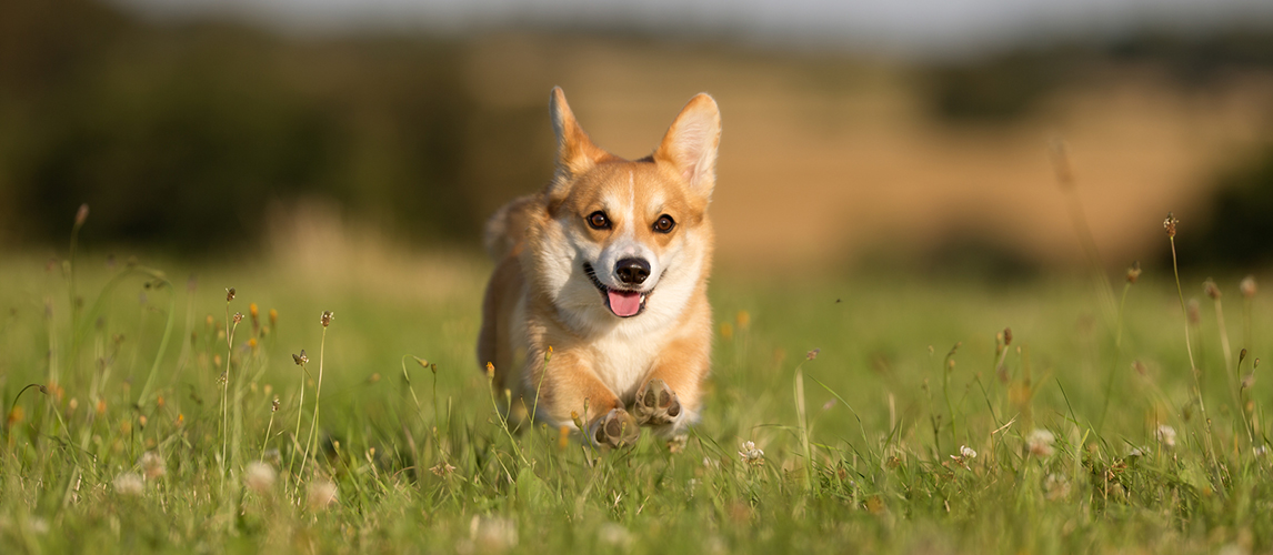 Welsh corgi dog running