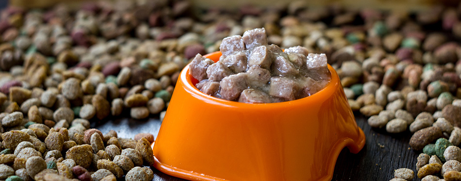 Wet canned pet food in a bowl surrounded by dry food