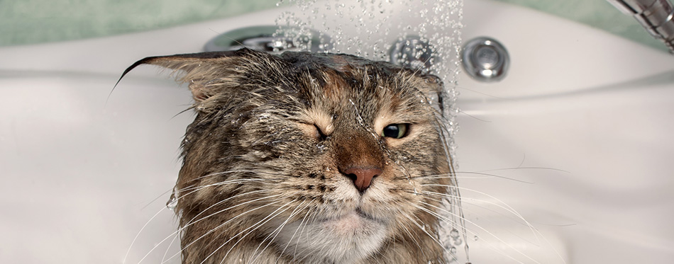 Wet cat in the bath. Funny cat. Maine Coon