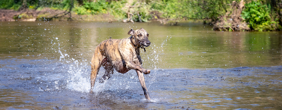 Whippet dog