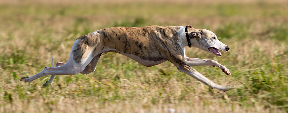 Whippet