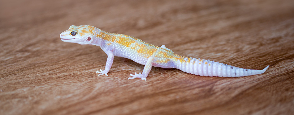 White-Lined Gecko