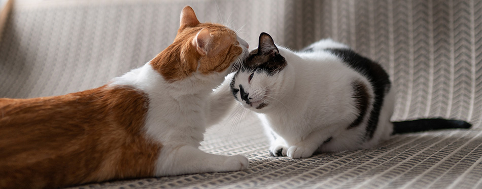 White and brown cat grooming each other