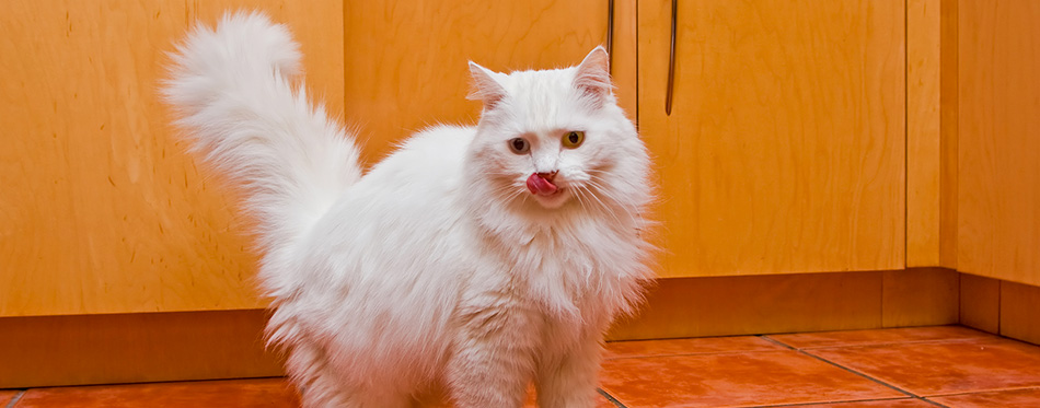 White cat eating