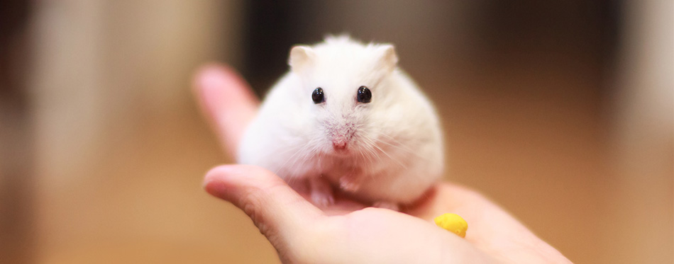 White hamster