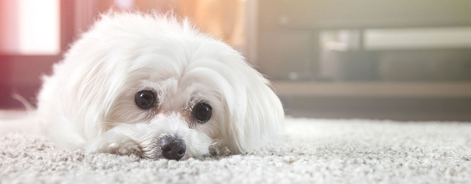 White maltese dog lies on carpet and looking ahead