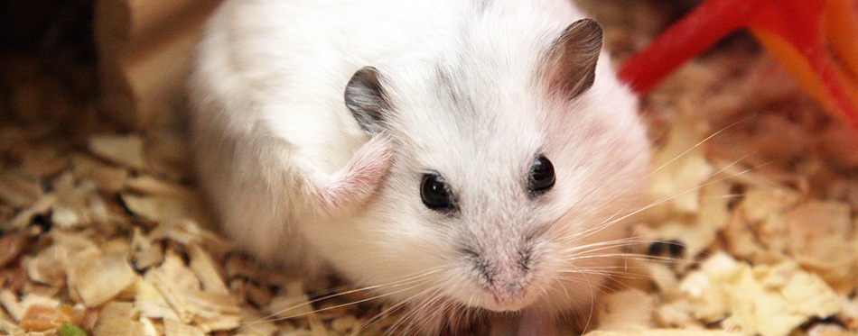 White phodopus hamster