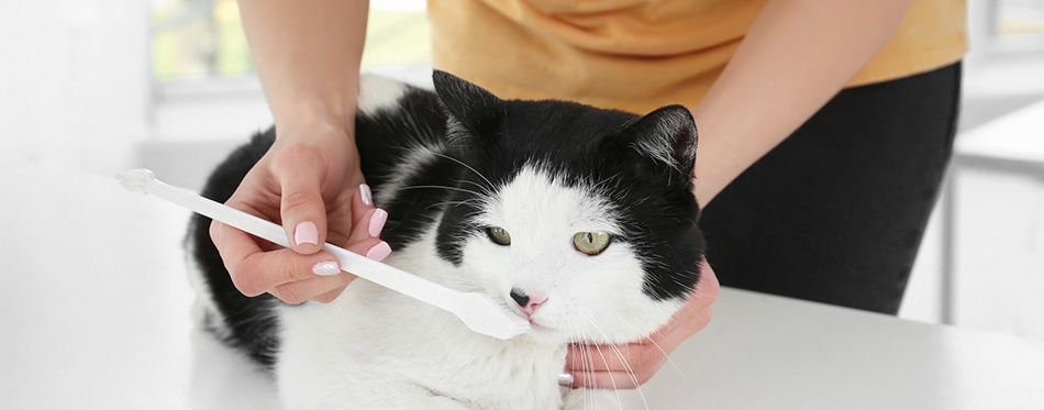 Woman brushing cat's teeth