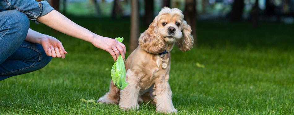 Woman clean shit after cocker spaniel in park