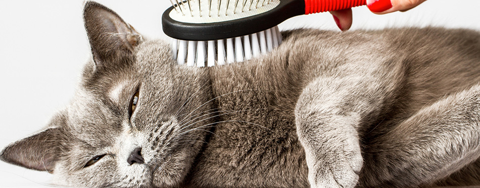 Woman combing British cat on white background