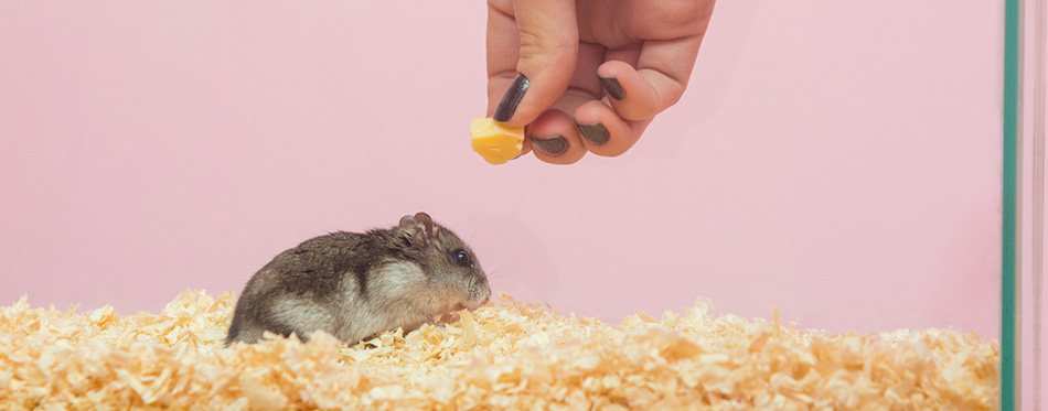 Woman feeding a hamster with cheese