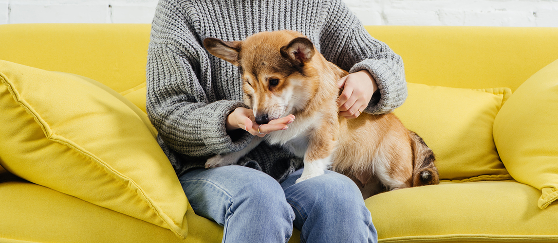 Woman feeding her corgi dog