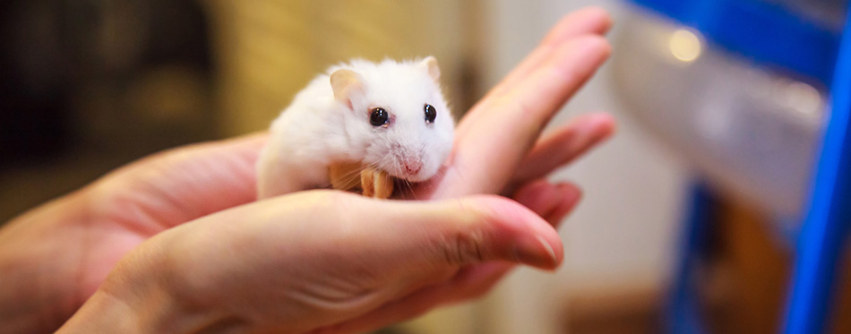 Woman holding a white hamster