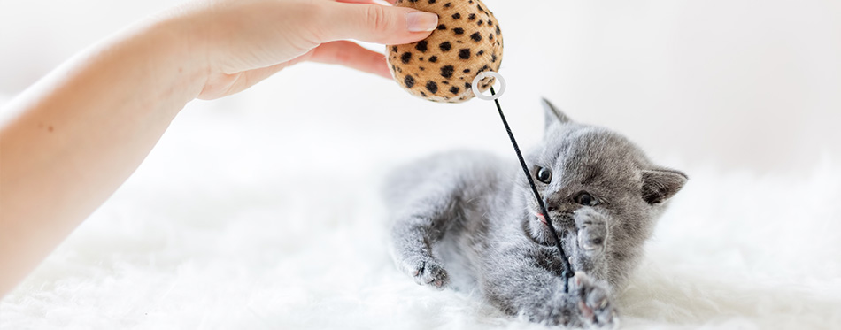 Woman playing with little cat