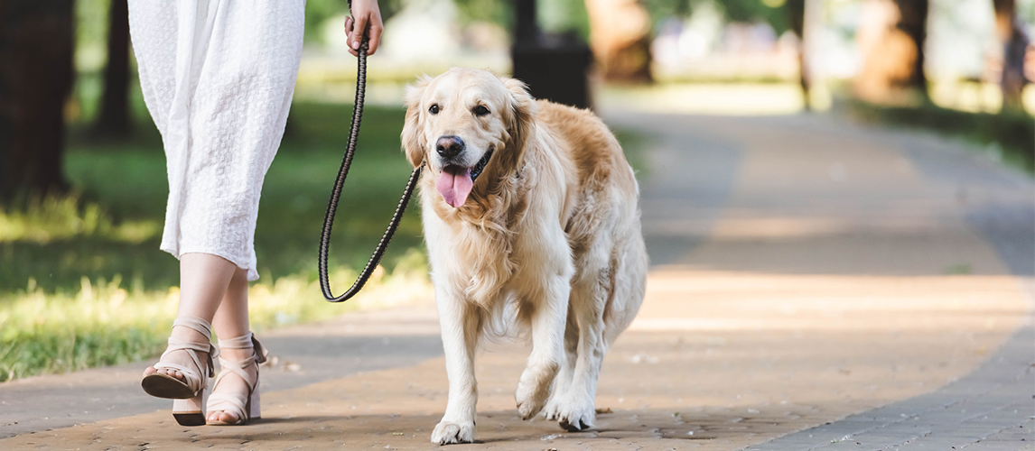 Woman walking with golden retriever