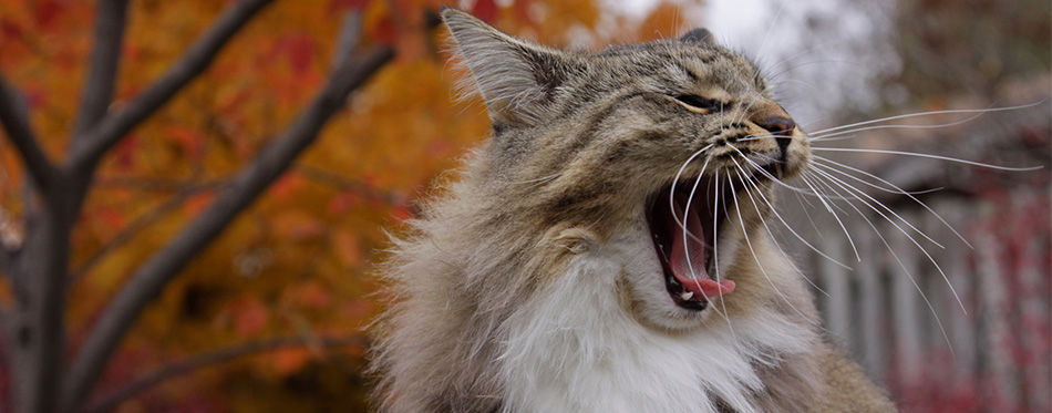 Yawning kitty 