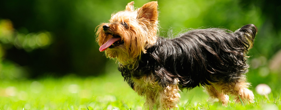 Yorkshire Terrier