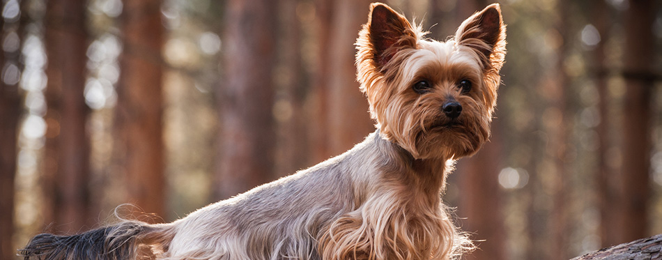 Yorkshire Terrier