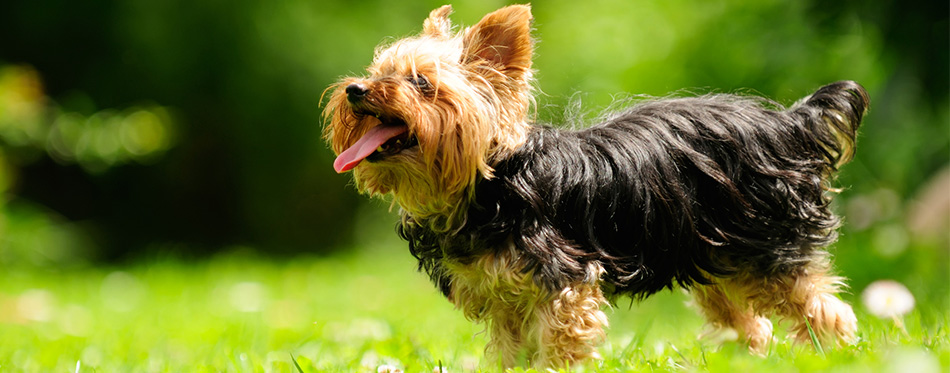 Yorkshire Terrier