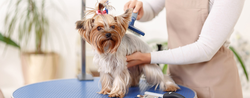 Yorkshire terrier is being brushed by groomer.