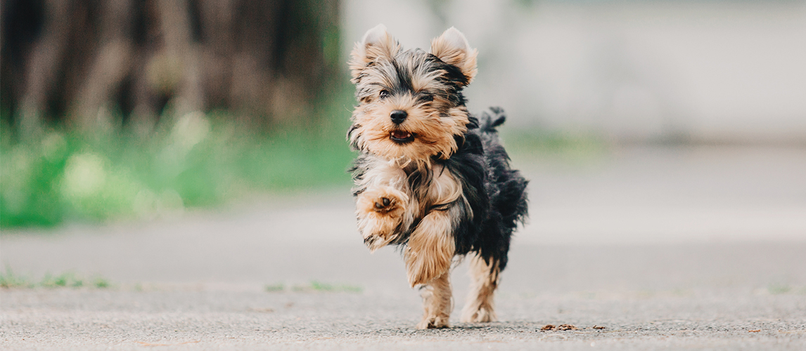 Yorkshire terrier running