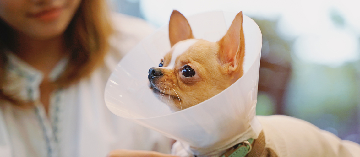 Young asian woman putting protective collar cone on chihu