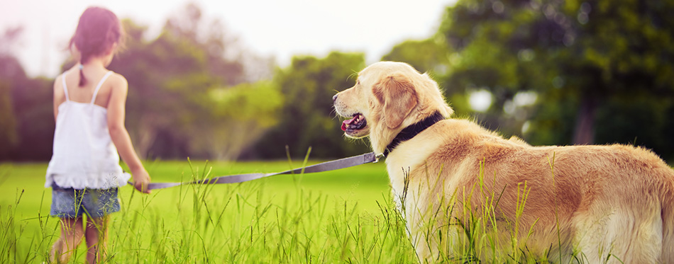 Young girl with golden retriever walking away