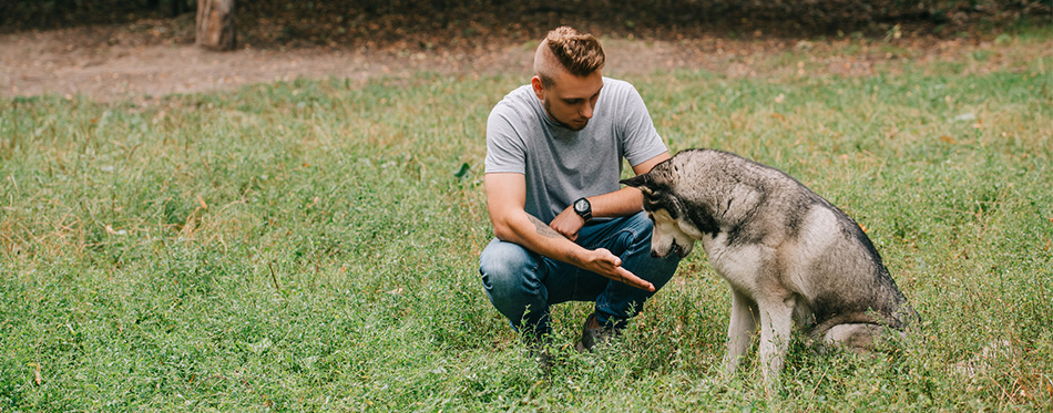 Young man training with siberian husky