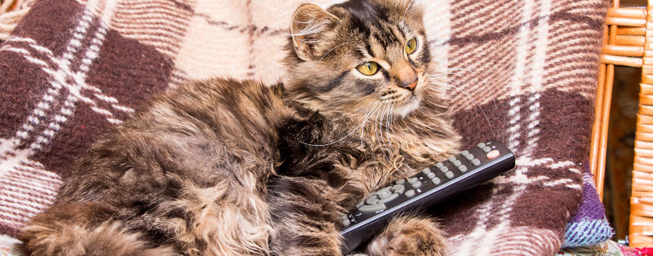 Young striped cat sits in a chair and holds the remote to switch TV programs