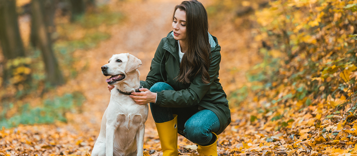 Young woman adjusting dog collar on golden retriever