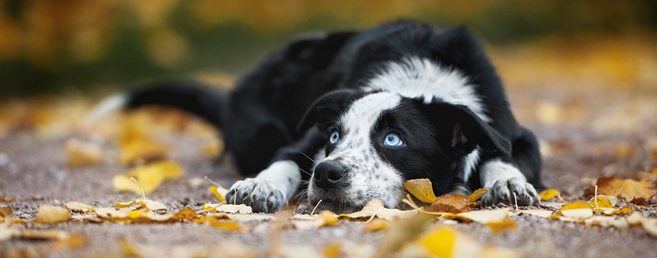 border collie