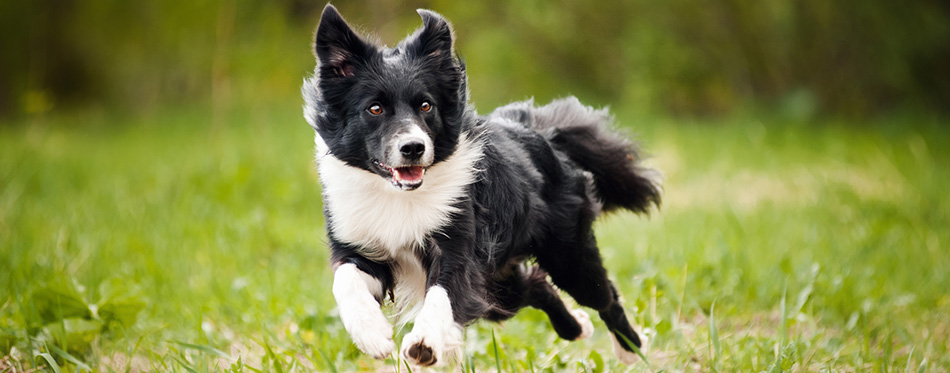 border collie dog running