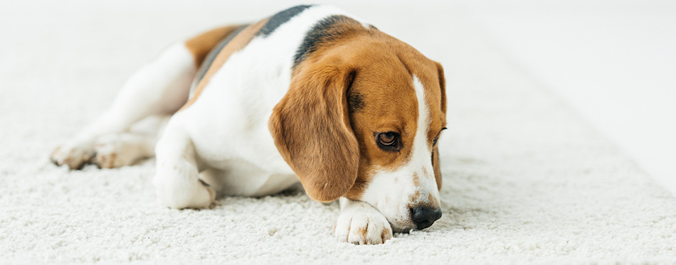 bored beagle lying on white carpet