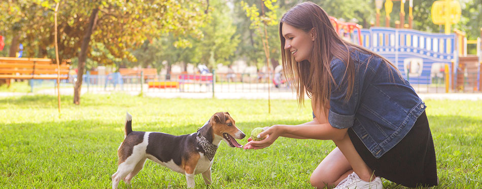  brunette woman in casual outfit in park with her jack russell dog