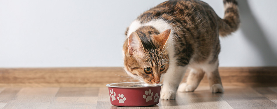 cat eating from bowl