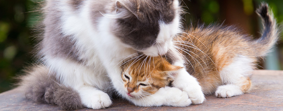 cat grooming her kitten