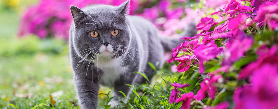 cat in field of flowers