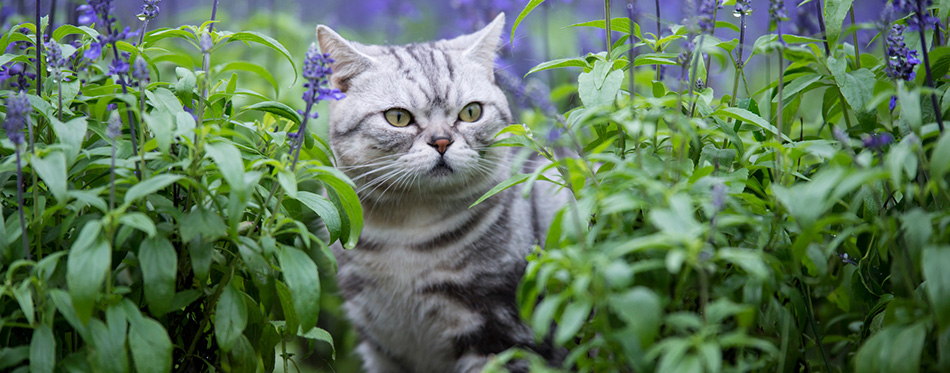 cat lavender flowers