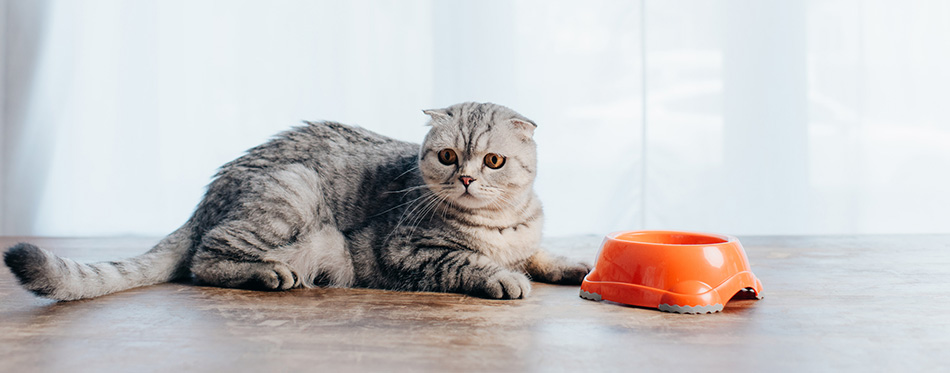 cat lying on table near bowl with pet food